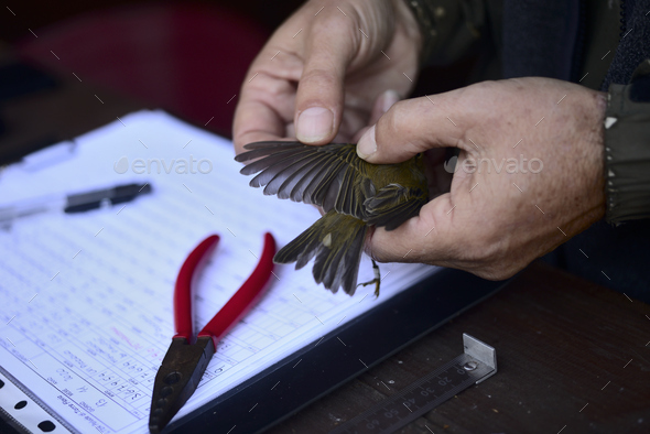 Capture of wild bird after leg identification ringing and body measurements for migration research. - Stock Photo - Images