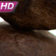 Roasted Coffee Grains - VideoHive Item for Sale