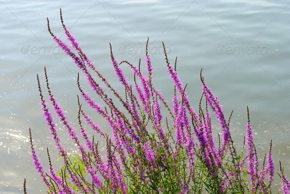purple flowers with a river on background