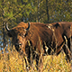 Bison In The Forest - VideoHive Item for Sale