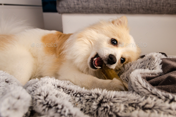 Pomeranian dog lying on blanket and chewing a dog treat bone.