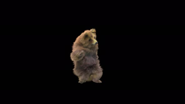 132 Bear Dancing 4K alt