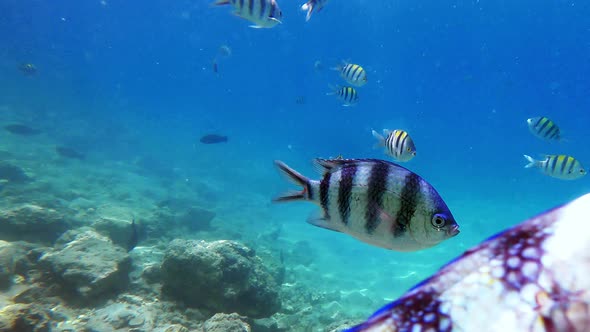 Underwater View School Reef Fish Sergeant Major Floating on Tropical Sea Wildlife alt