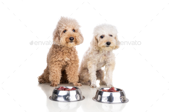 Obedient healthy dogs posing with barf raw meat, fish, vegetable, eggs, ingredient diet on white