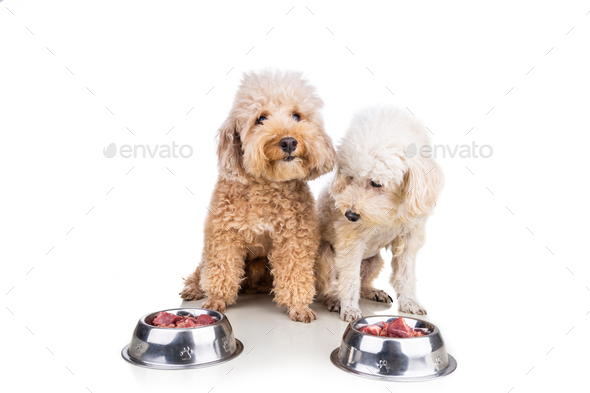 Obedient healthy dogs posing with barf raw meat, fish, vegetable, eggs, ingredient diet on white