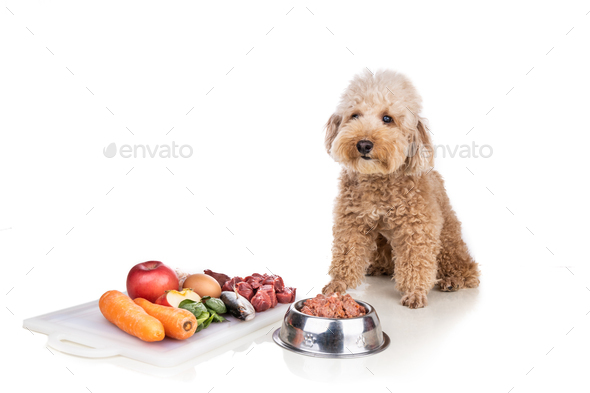 Obedient healthy dog posing with barf raw meat, fish, vegetable, eggs, ingredient diet on white