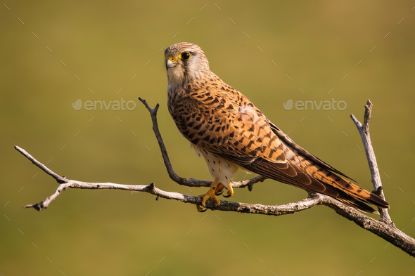 Alert common kestrel, falco tinnunculus, female sitting on a tree in sunny spring nature. Shy wild bird resting on branch in horizontal composition with blurred green background.