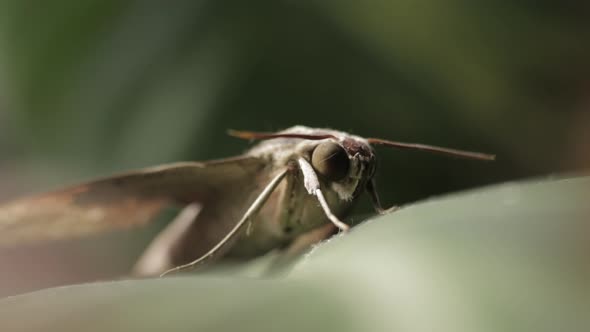 Theretra Latreillii (Pale Brown Hawk Moth) Isolated On Bokeh Background. - Selective Focus Shot alt