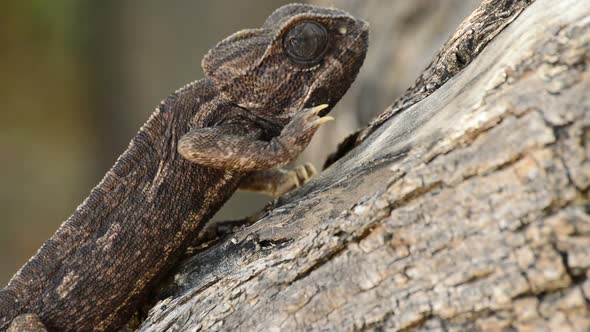 Common Chameleon Walking Slowly in a Tree alt