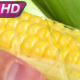 Corncob Of The New Harvest - VideoHive Item for Sale