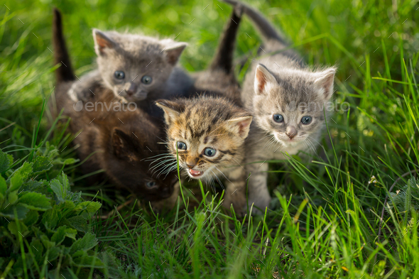 four little kittens