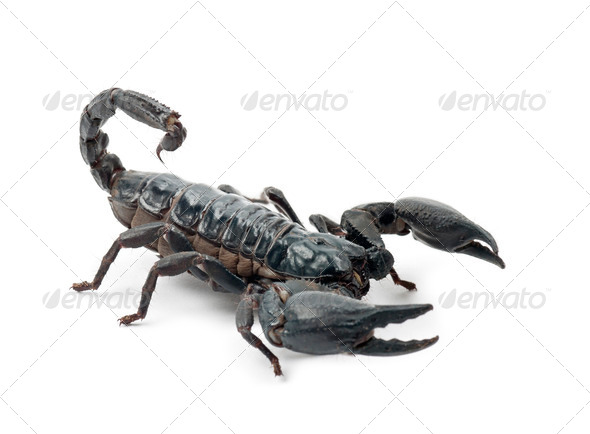 Emperor Scorpion, Pandinus imperator, against white background - Stock Photo - Images