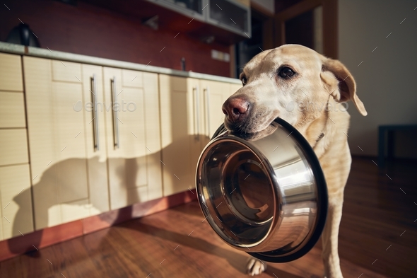 Dog sales holding bowl