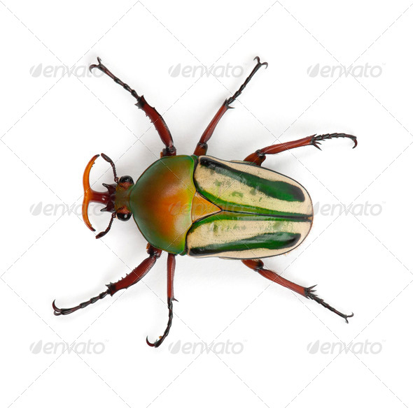 Male Flamboyant Flower Beetle or Striped Love Beetle, Eudicella gralli hubini - Stock Photo - Images