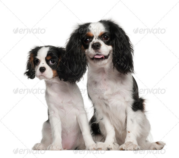 3 month old cavalier king store charles spaniel