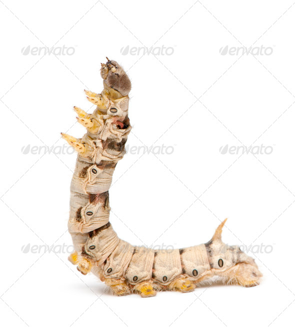 Silkworm larvae, Bombyx mori, against white background - Stock Photo - Images