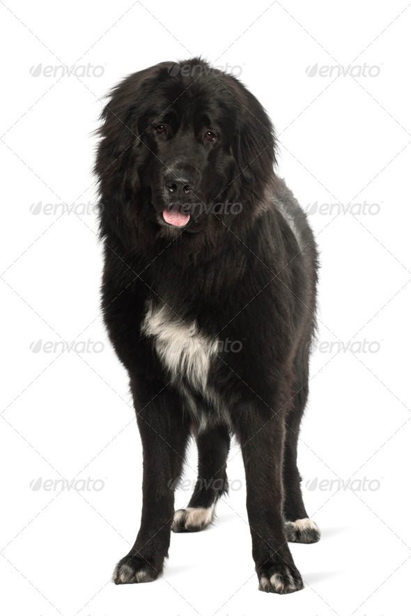 Bastard dog, 9 months old, portrait against white background Stock Photo by Lifeonwhite