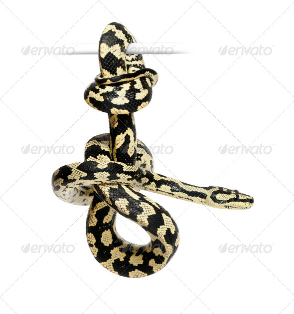 Jungle Carpet Python, Morelia spilota cheynei, black and yellow, against white background - Stock Photo - Images