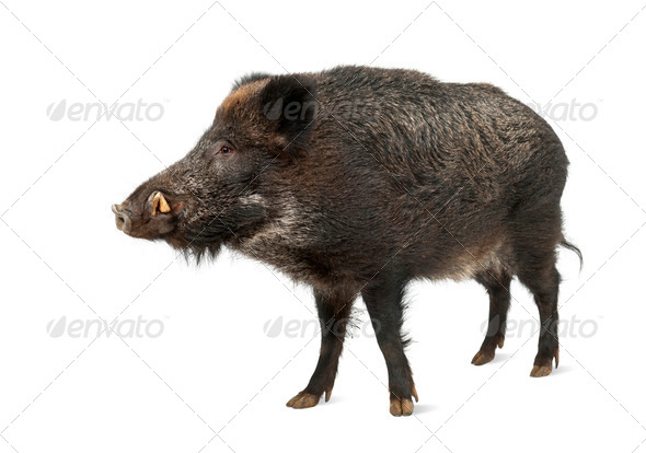 Wild boar, also wild pig, Sus scrofa, 15 years old, standing against white background - Stock Photo - Images