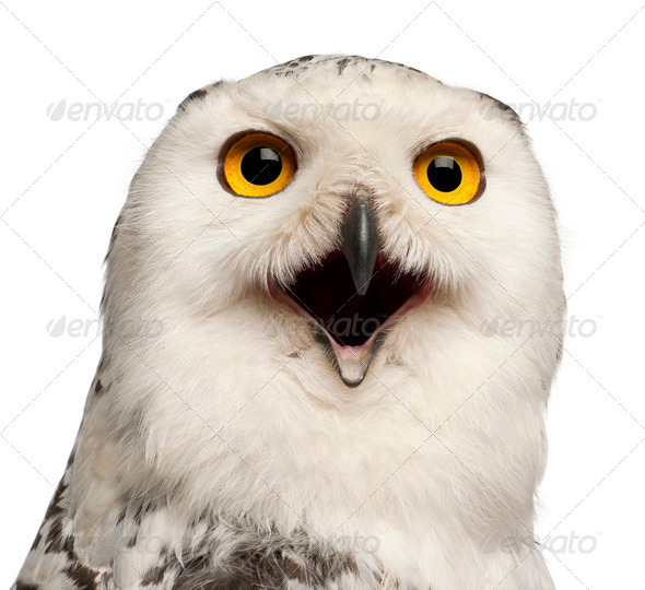 Female Snowy Owl, Bubo scandiacus, 1 year old, portrait and close up against white background - Stock Photo - Images