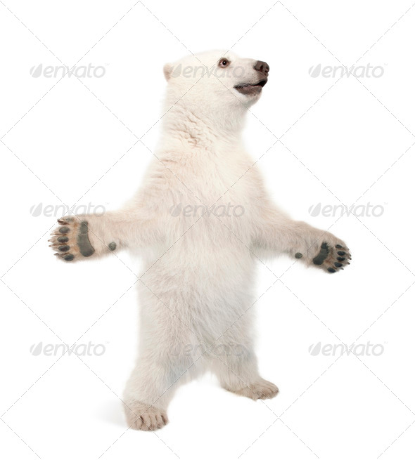 polar bear standing on hind legs