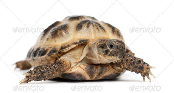 Young Russian tortoise, Horsfield\'s tortoise or Central Asian tortoise, Agrionemys horsfieldii