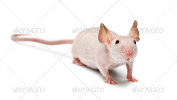 Hairless mouse, Mus musculus, portrait against white background - Stock Photo - Images