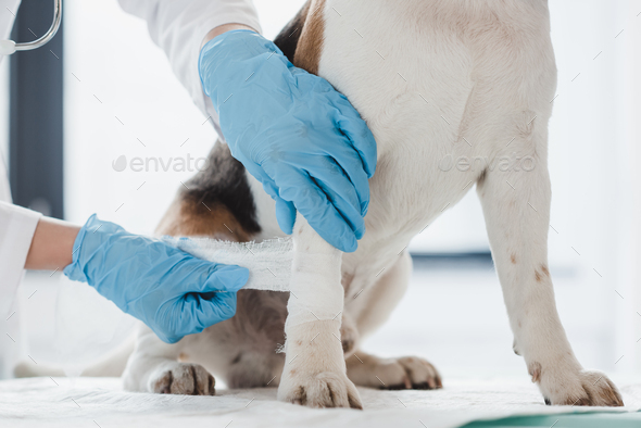 cropped image of veterinarian bandaging paw of dog in clinic - Stock Photo - Images