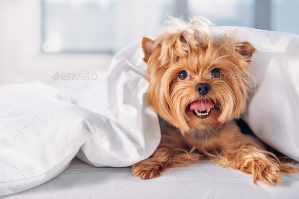 yorkshire terrier blanket