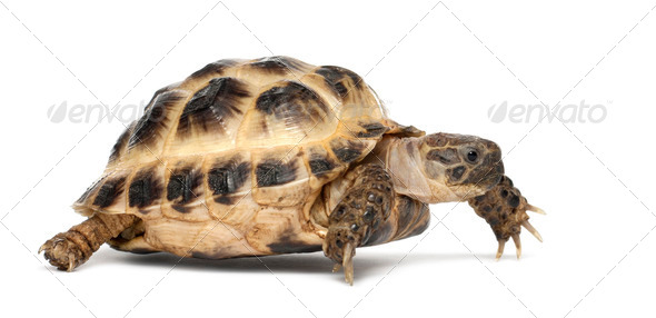 Young Russian tortoise, Horsfield\'s tortoise or Central Asian tortoise, Agrionemys horsfieldii