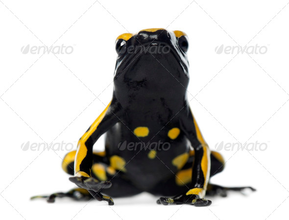 Yellow-banded poison dart frog, Bumblebee poison dart frog