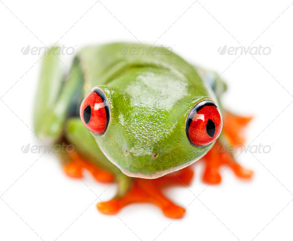 Red-eyed Treefrog, Agalychnis callidryas, portrait and close up against ...