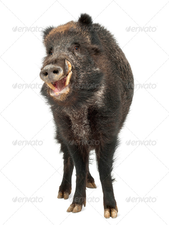 Wild boar, also wild pig, Sus scrofa, 15 years old, portrait standing against white background - Stock Photo - Images