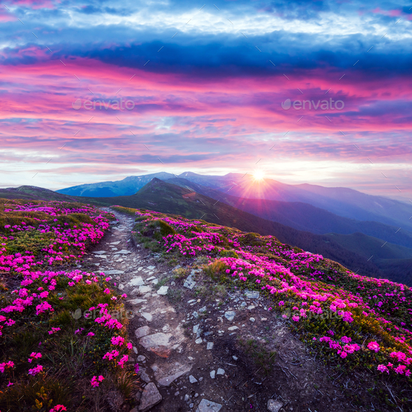 Pink rhododendron flowers in mountains Stock Photo by ivankmit | PhotoDune