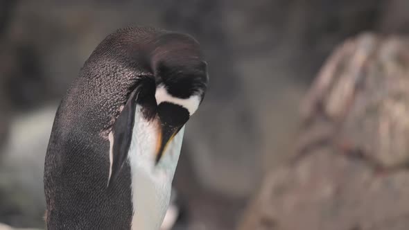 Close Up View of a Penguin Standing on a Rock alt