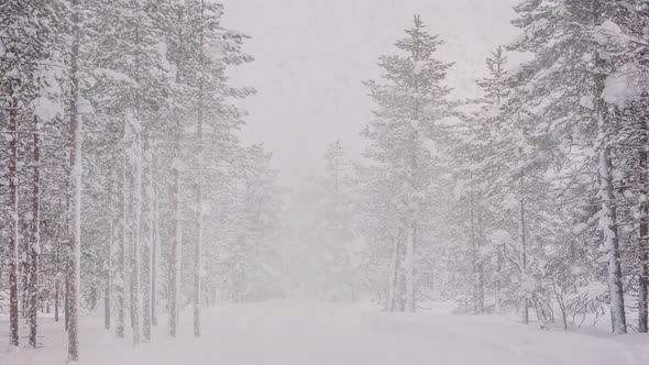 Snowfall in the Northern Forest