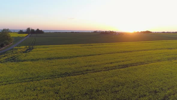 Drone Shot Flying Over Rapeseed Fields