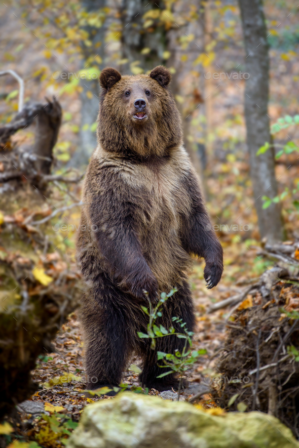 Brown bear (Ursus arctos) standing on his hind legs in autumn forest - Stock Photo - Images