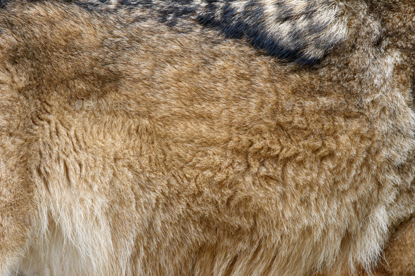 Closeup real wolf skin texture
