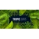 Tropic Background. Realistic Jungle Foliage, Frame