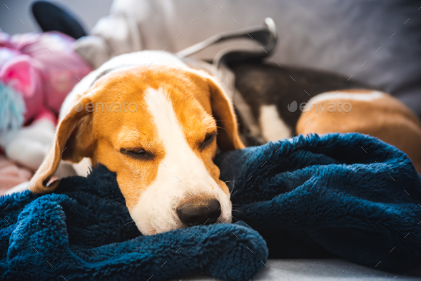 Beagle dog tired after walk lying on a sofa in bright interior. Canine concept