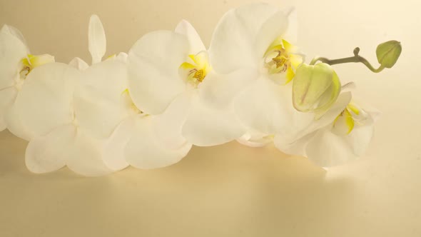 Timelapse of Opening Orchid Flowers on a Beige Background alt