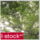 Trees Pack 3 (3-Pack) - VideoHive Item for Sale