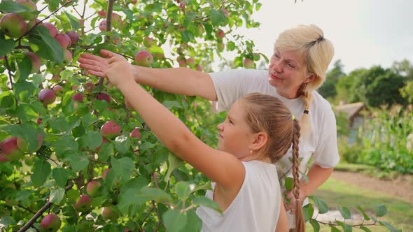 Portrait grandmother and granddaughter inspecting apple harvest in garden outdoors. Two females alt