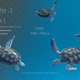 Sea Turtle 3 - VideoHive Item for Sale