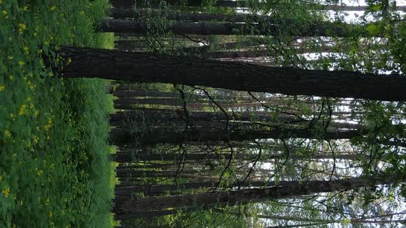 Vertical Video of a Beautiful Green Pine Forest on a Summer Day Slow Motion alt