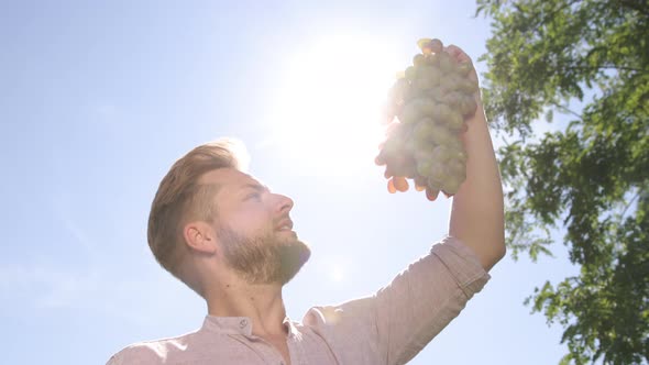 Man's Hands Twirling a Violet Red Green Bunch of Grapes Behind Sunny Glare alt