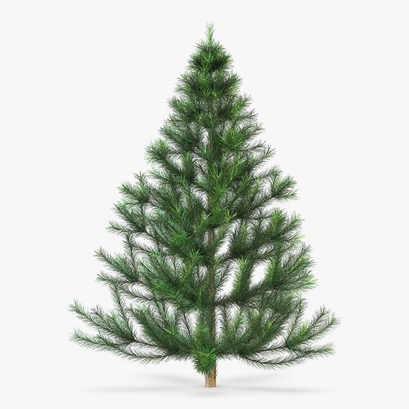 Conifer Tree 150cm - 3Docean 29533758
