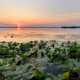Danube Delta, Romania - PhotoDune Item for Sale