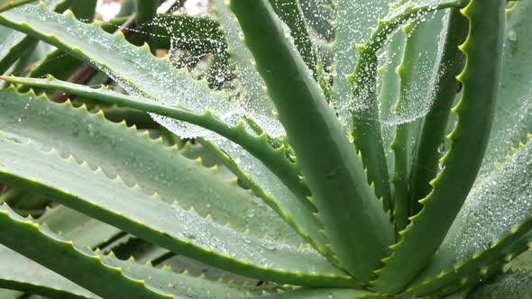 Aloe Vera Dew or Rain Water Drops Fresh Juicy Wet Moist Succulent Plant Leaves